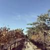 janepark44